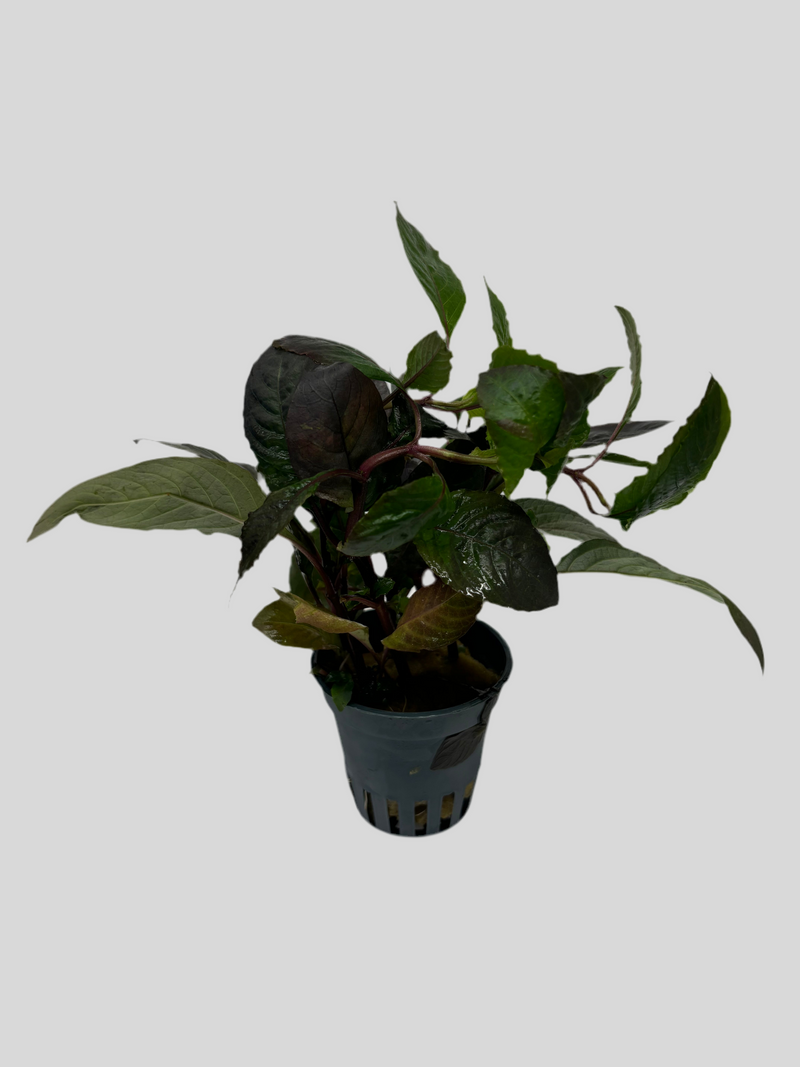Hygrophila Corymbosa 'Stricta'