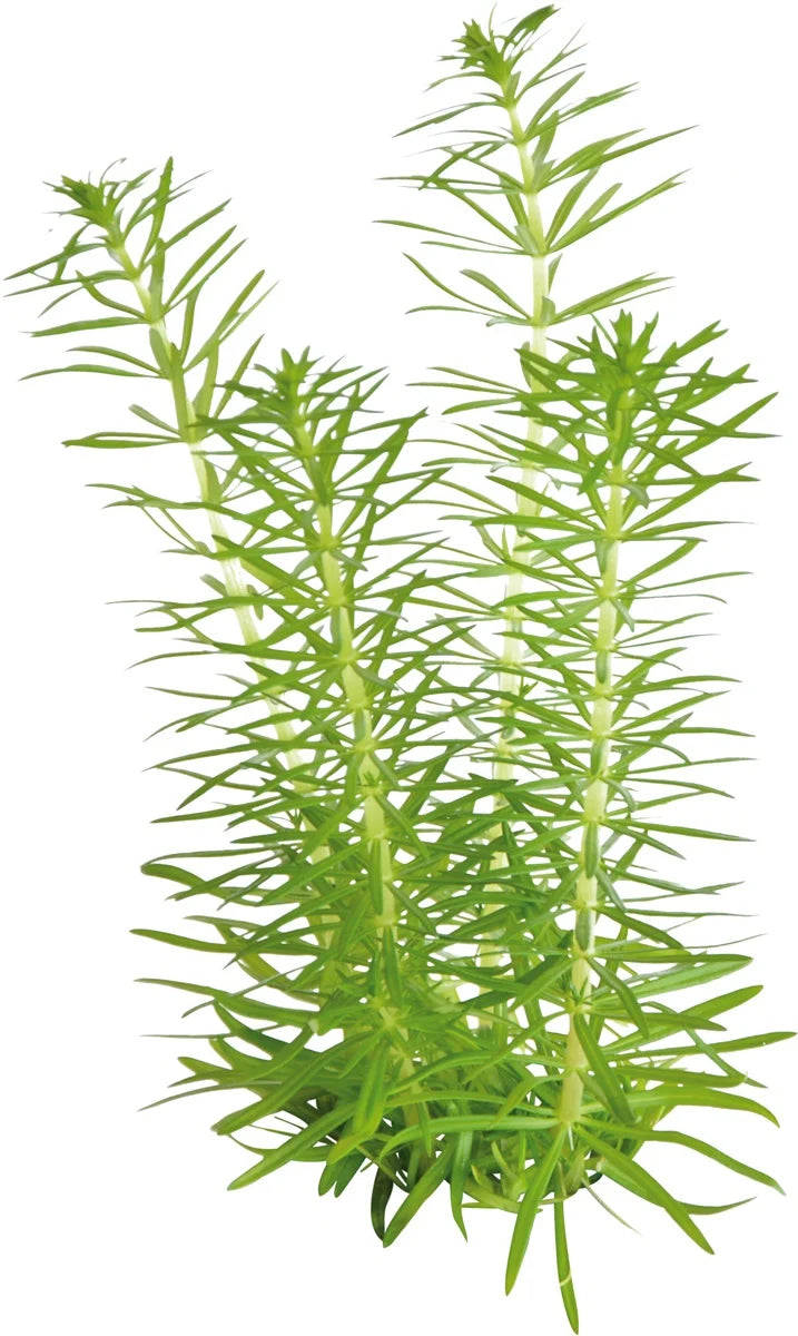 Easy Grow 87 Pogostemon Erectus - In Vitro