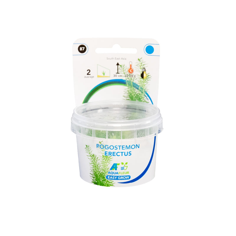 Easy Grow 87 Pogostemon Erectus - In Vitro