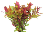 Easy Grow 101 Rotala Macrandra - In Vitro