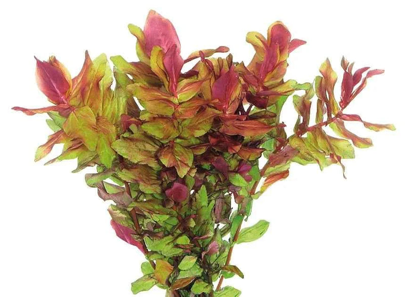 Easy Grow 101 Rotala Macrandra - In Vitro