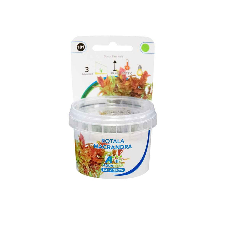 Easy Grow 101 Rotala Macrandra - In Vitro