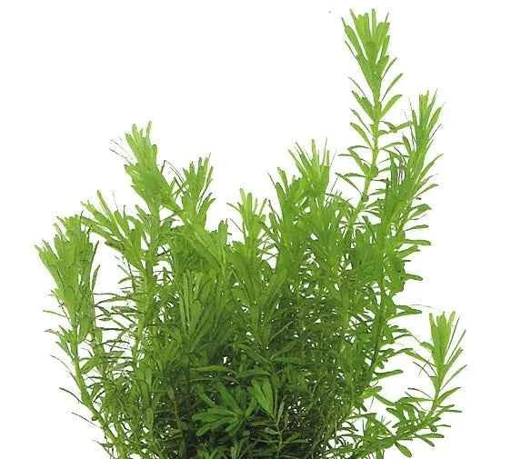Easy Grow 107 Rotala Wallichii - In Vitro