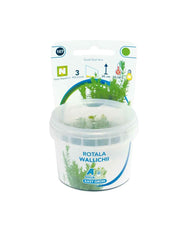 Easy Grow 107 Rotala Wallichii - In Vitro