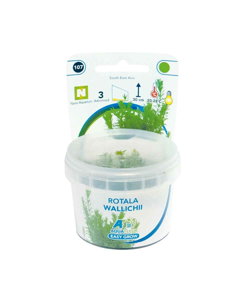Easy Grow 107 Rotala Wallichii - In Vitro
