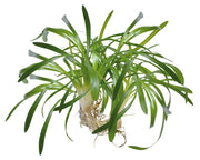 Easy Grow 109 Sagittaria Subulata - In Vitro Aqariumplanten - Aquascape
