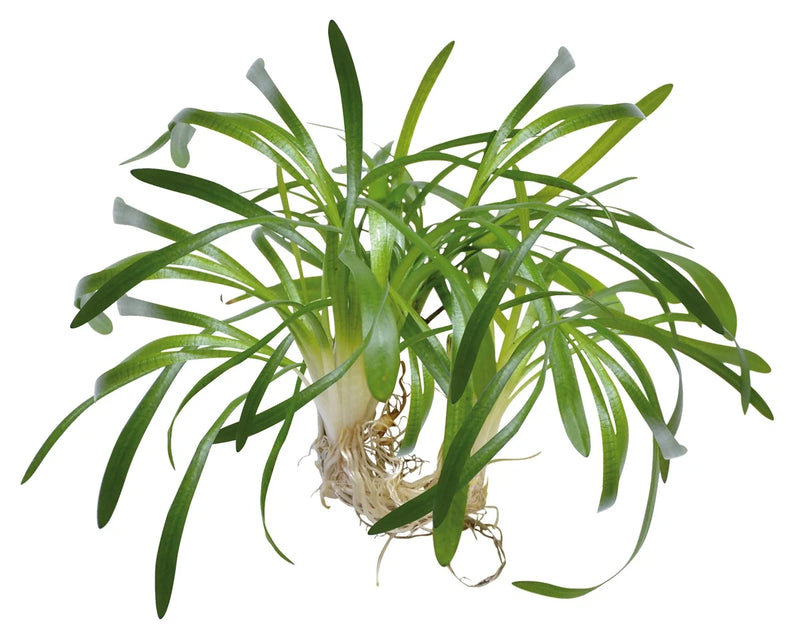 Easy Grow 109 Sagittaria Subulata - In Vitro Aqariumplanten - Aquascape