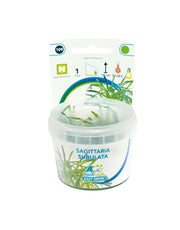 Easy Grow 109 Sagittaria Subulata - In Vitro cup Aqariumplanten - Aquascape