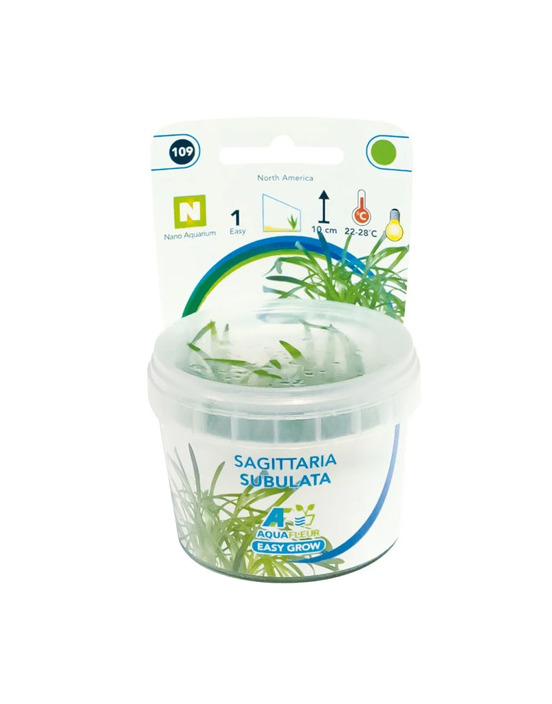 Easy Grow 109 Sagittaria Subulata - In Vitro cup Aqariumplanten - Aquascape