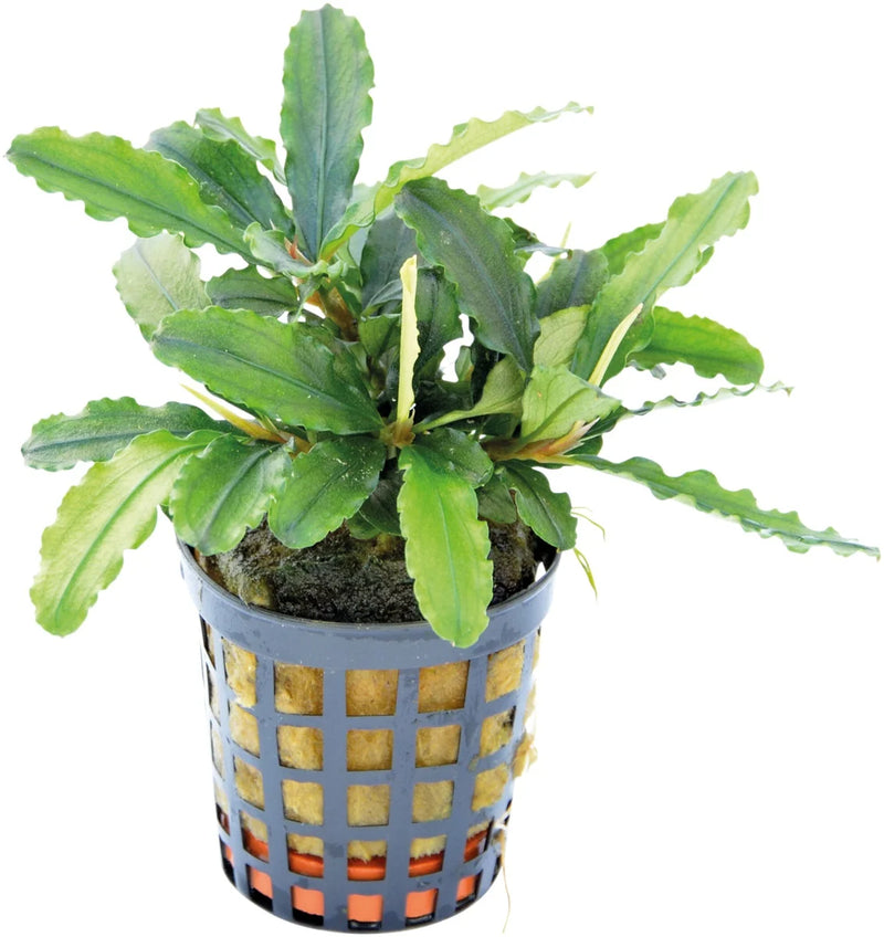 Easy Grow 10 Bucephalandra Theia Green - In Vitro