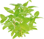 Easy Grow 111 Staurogyne Repens - In Vitro Aquariumplanten
