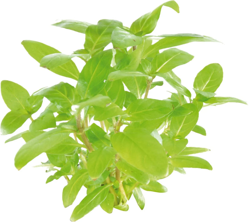 Easy Grow 111 Staurogyne Repens - In Vitro Aquariumplanten