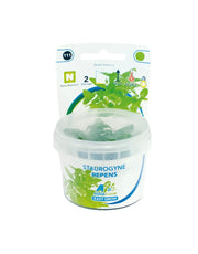 Easy Grow 111 Staurogyne Repens - In Vitro Aquariumplanten
