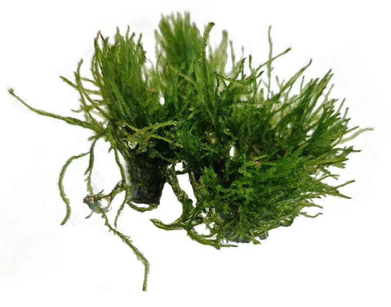 Easy Grow 112 Taxiphyllum Alternans - In Vitro