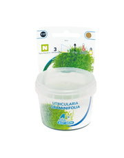 Easy Grow 117 Utricularia Graminifolia - In Vitro cup