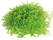 Easy Grow 117 Utricularia Graminifolia - In Vitro