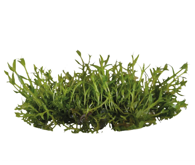 Easy Grow 118 Gratiola Viscidula - In Vitro