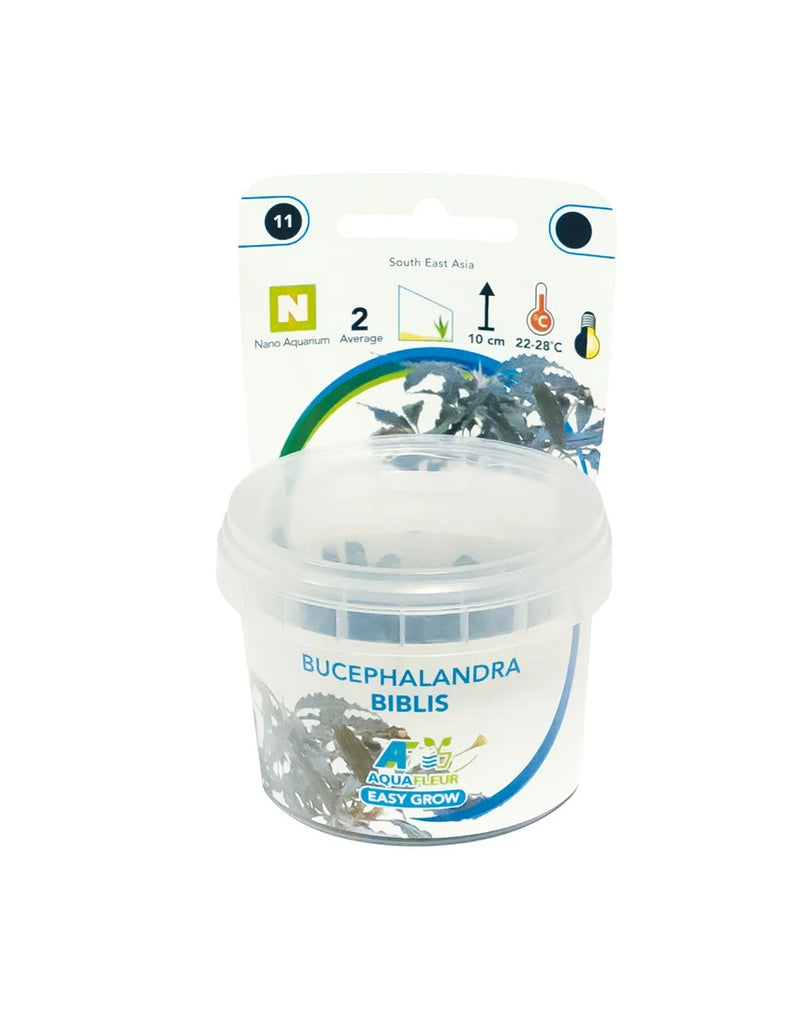Easy Grow 11 Bucephalandra Biblis - In Vitro cup
