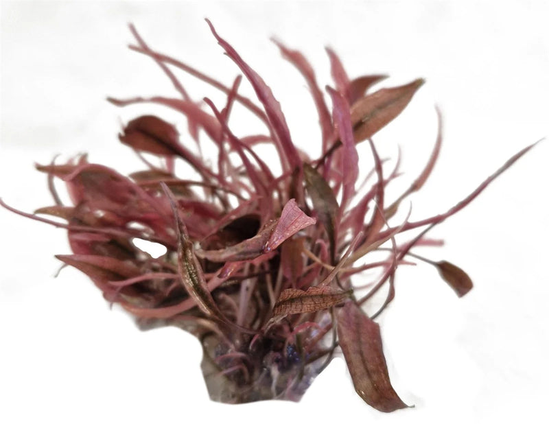 Easy Grow 16 Cryptocoryne Flamingo - In Vitro