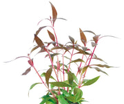 Easy Grow 1 Alternanthera Reineckii 'Mini' - In Vitro