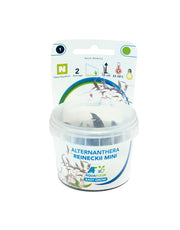 Easy Grow 1 Alternanthera Reineckii 'Mini' - In Vitro cup