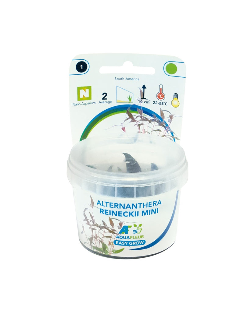 Easy Grow 1 Alternanthera Reineckii 'Mini' - In Vitro cup
