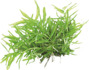 Easy Grow 29 Didiplis Diandra - In Vitro Aquariumplanten - Aquascape