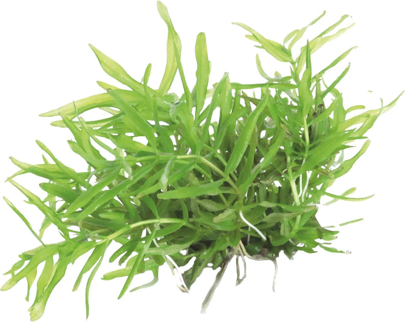 Easy Grow 29 Didiplis Diandra - In Vitro Aquariumplanten - Aquascape