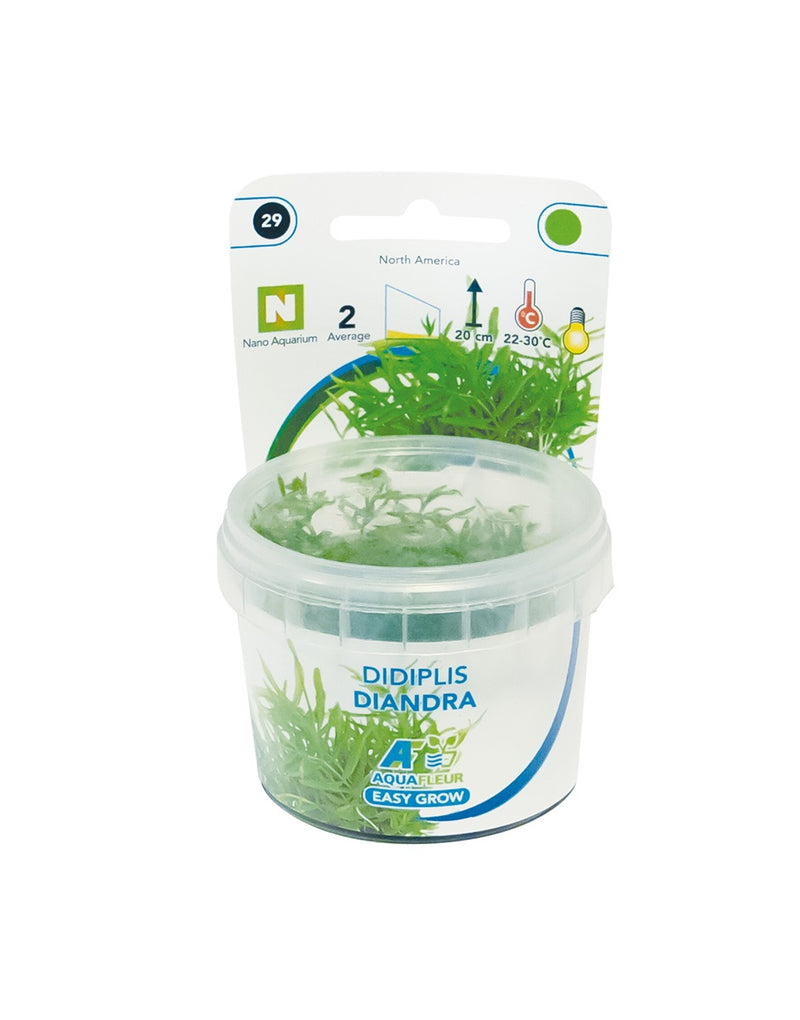 Easy Grow 29 Didiplis Diandra - In Vitro cup Aquariumplanten - Aquascape