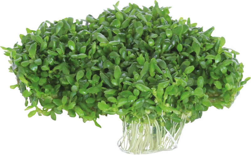 Easy Grow 37 Elatine Hydropiper - In Vitro Aquariumplanten