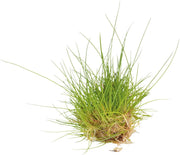 Easy Grow 41 Eleocharis Parvula - In Vitro Aquariumplanten - Aquascape