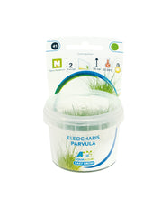 Easy Grow 41 Eleocharis Parvula - In Vitro cup Aquariumplanten - Aquascape