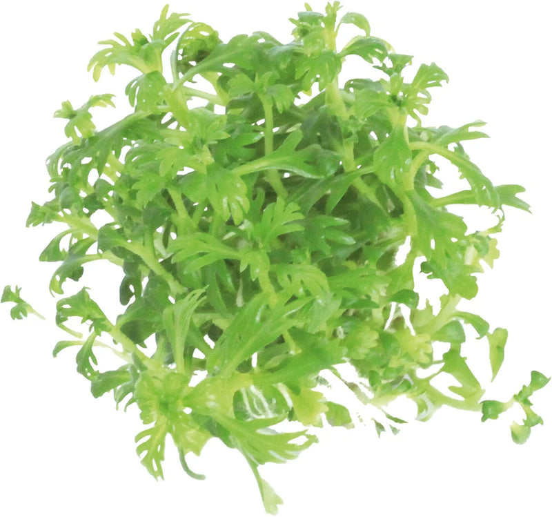 Easy Grow 49 Hottonia Palustris - In Vitro