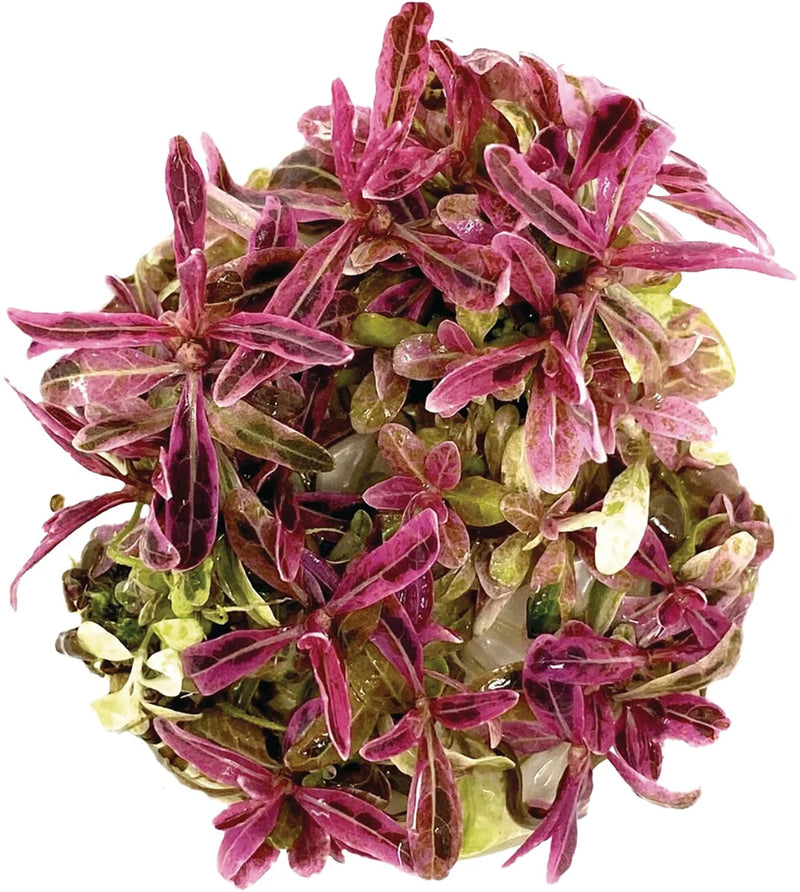 Easy Grow 50 Hygrophila Lancea Chai - In Vitro - Aquariumplanten - Aquascape