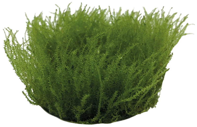 Easy Grow 58 Leptodictyum Riparium In Vitro