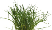 Easy Grow 61 Lilaeopsis Mauritiana In Vitro Aquariumplanten - Aquascape