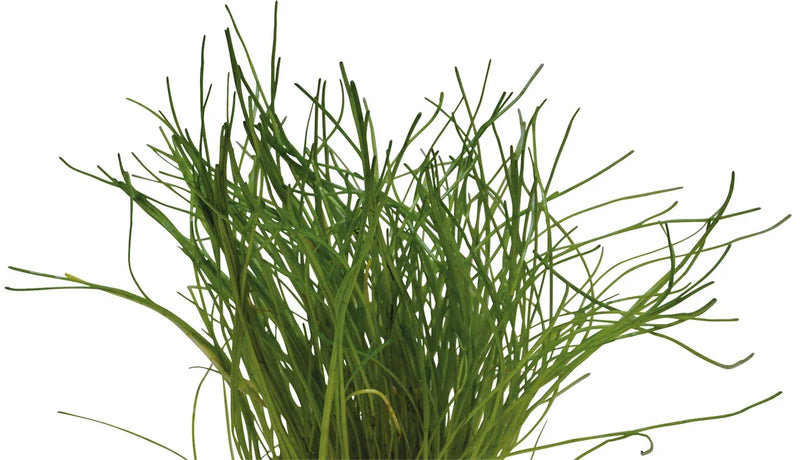 Easy Grow 61 Lilaeopsis Mauritiana In Vitro Aquariumplanten - Aquascape