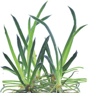 Easy Grow 65 Littorella Uniflora - In Vitro