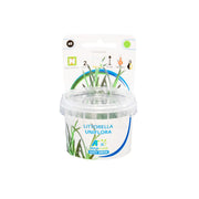 Easy Grow 65 Littorella Uniflora - In Vitro cup