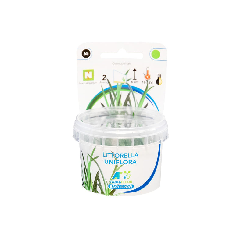 Easy Grow 65 Littorella Uniflora - In Vitro cup