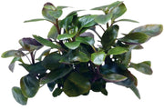 Easy Grow 67 Lobelia Cardinalis Dwarf - In Vitro Aquariumplanten  - Aquascape