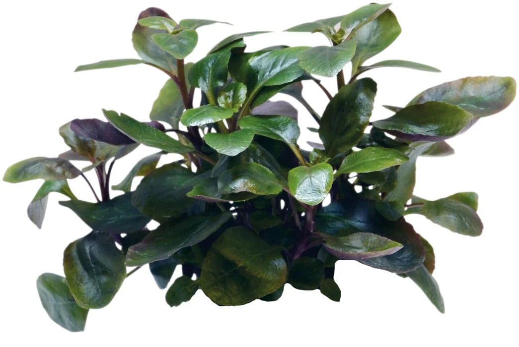 Easy Grow 67 Lobelia Cardinalis Dwarf - In Vitro Aquariumplanten  - Aquascape