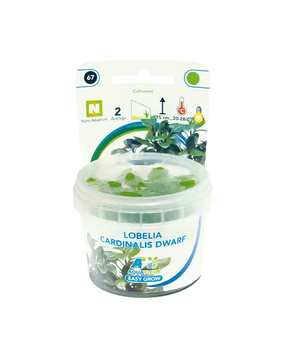Easy Grow 67 Lobelia Cardinalis Dwarf - In Vitro cup Aquariumplanten - Aquascape