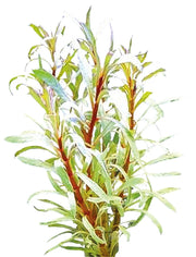 Easy Grow 75 Ludwigia sp White in Vitro Aqariumplanten - Aquascape