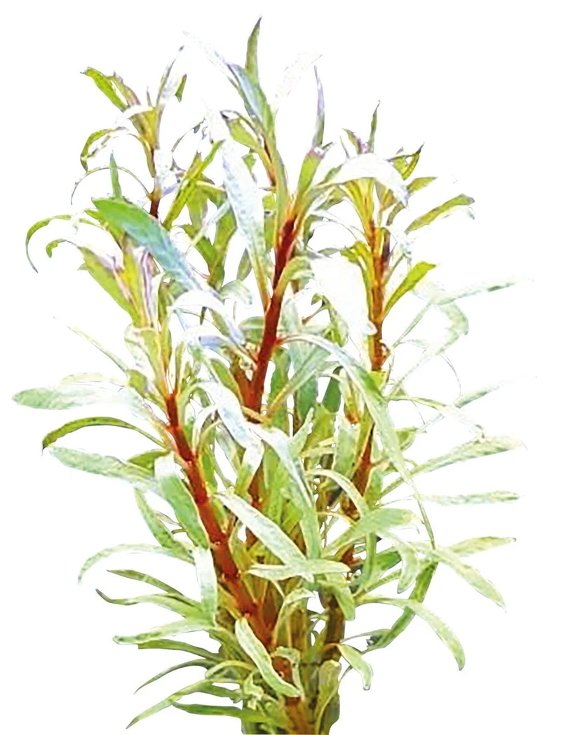 Easy Grow 75 Ludwigia sp White in Vitro Aqariumplanten - Aquascape