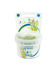Easy Grow 75 Ludwigia sp White in Vitro Cup Aqariumplanten - Aquascape
