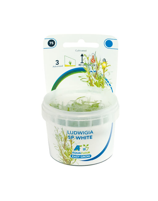 Easy Grow 75 Ludwigia sp White in Vitro Cup Aqariumplanten - Aquascape