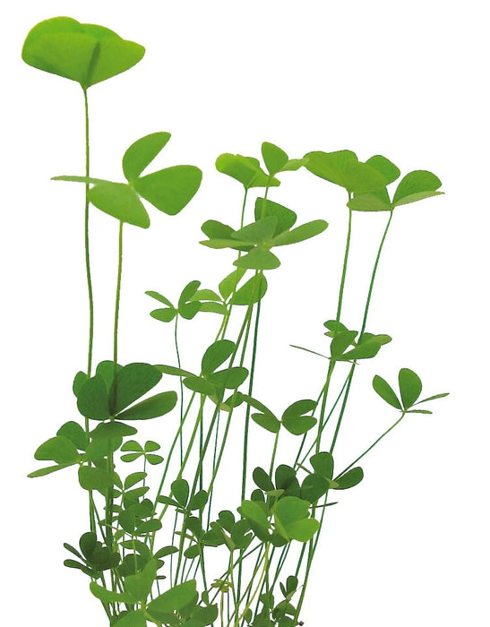 Easy Grow 77 Marsilea Crenata - In Vitro Aquariumplanten - Aquascape