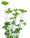 Easy Grow 77 Marsilea Crenata - In Vitro Aquariumplanten - Aquascape