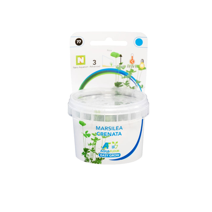 Easy Grow 77 Marsilea Crenata - In Vitro cup Aquariumplanten - Aquascape